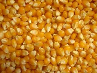 Соя, кукуруза, пшеница экспортные поставки в Китай