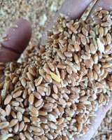 Соя, кукуруза, пшеница экспортные поставки в Китай