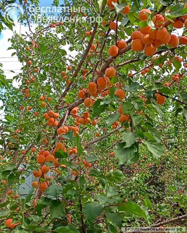 Варенье абрикосовое