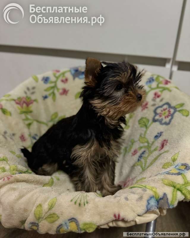 Щенки йоркширского терьера