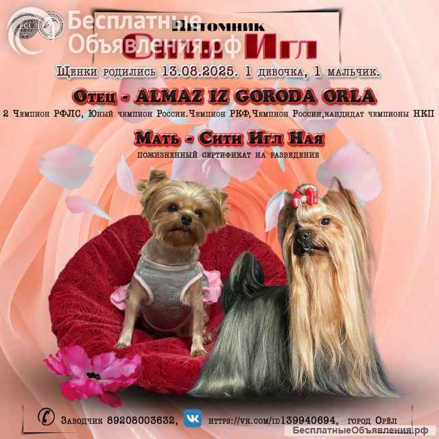 Щенки йоркширского терьера