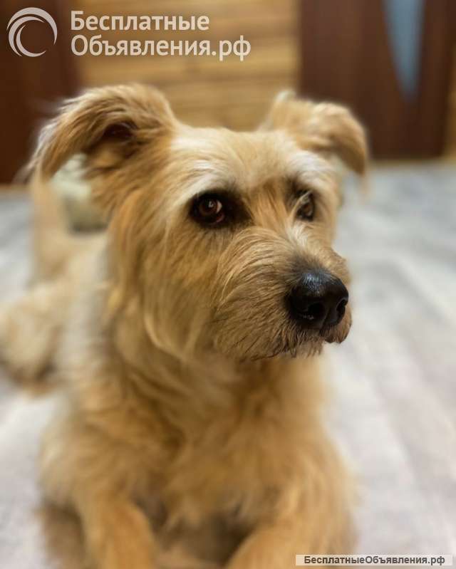 Замечательная Лиза в добрые руки