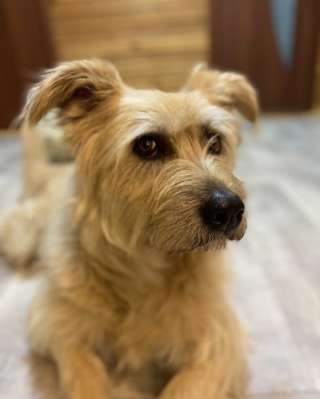 Замечательная Лиза в добрые руки