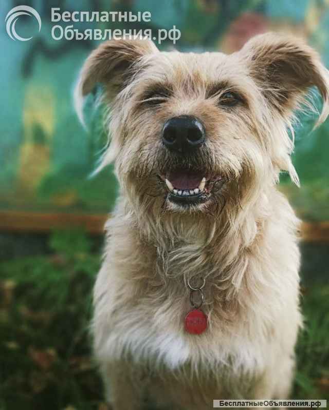 Замечательная Лиза в добрые руки