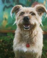 Замечательная Лиза в добрые руки