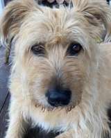 Замечательная Лиза в добрые руки