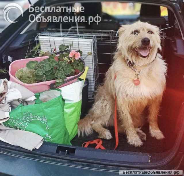 Замечательная Лиза в добрые руки