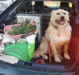 Замечательная Лиза в добрые руки