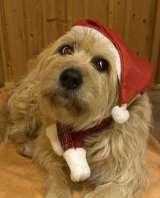 Замечательная Лиза в добрые руки