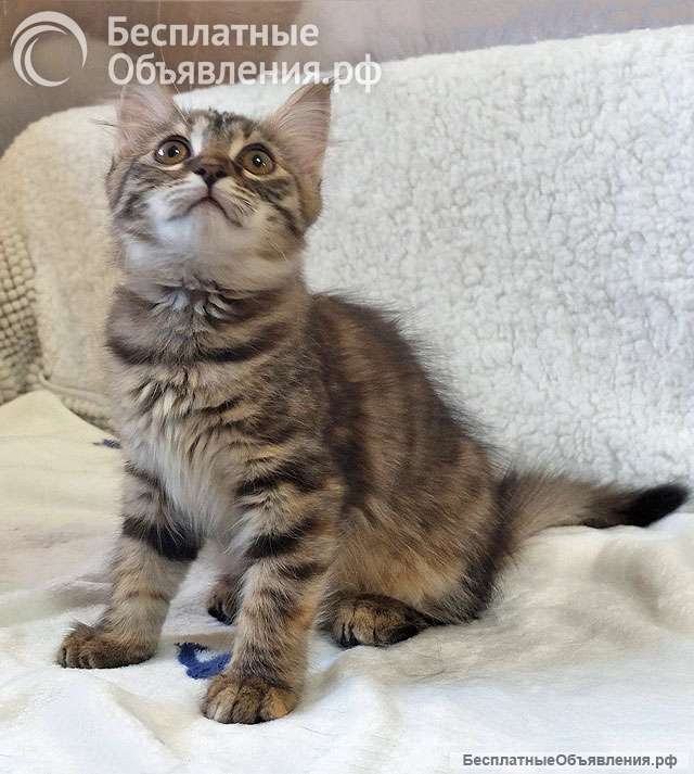 Маленькая полосатая кото-рысь ищет дом