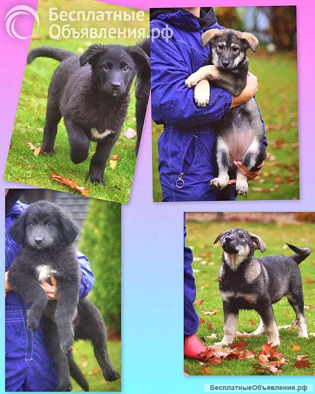 Чудесные домашние щенки мальчик и девочки в добрые руки