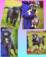 Чудесные домашние щенки мальчик и девочки в добрые руки