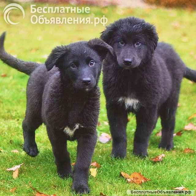 Чудесные домашние щенки мальчик и девочки в добрые руки