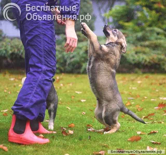 Чудесные домашние щенки мальчик и девочки в добрые руки