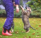 Чудесные домашние щенки мальчик и девочки в добрые руки