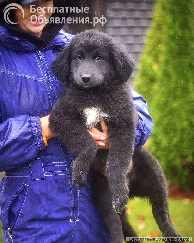 Чудесные домашние щенки мальчик и девочки в добрые руки