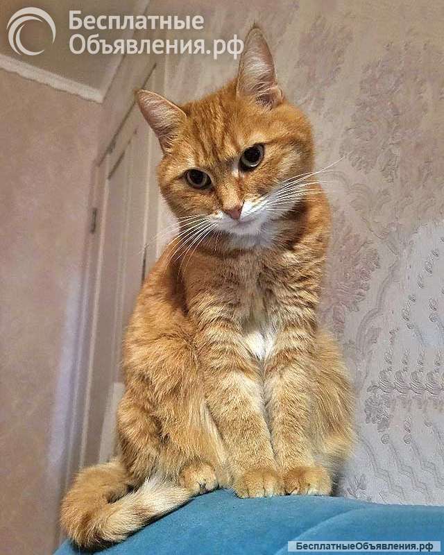 Воспитанная интеллигентная рыжая кошечка Алиса ищет дом