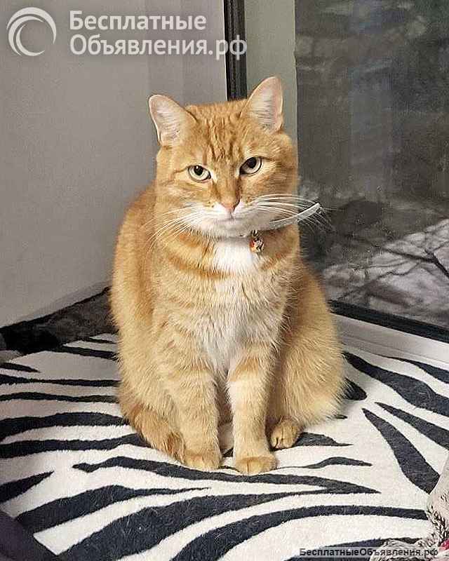 Воспитанная интеллигентная рыжая кошечка Алиса ищет дом
