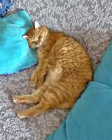 Воспитанная интеллигентная рыжая кошечка Алиса ищет дом