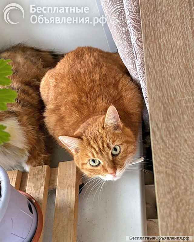 Воспитанная интеллигентная рыжая кошечка Алиса ищет дом