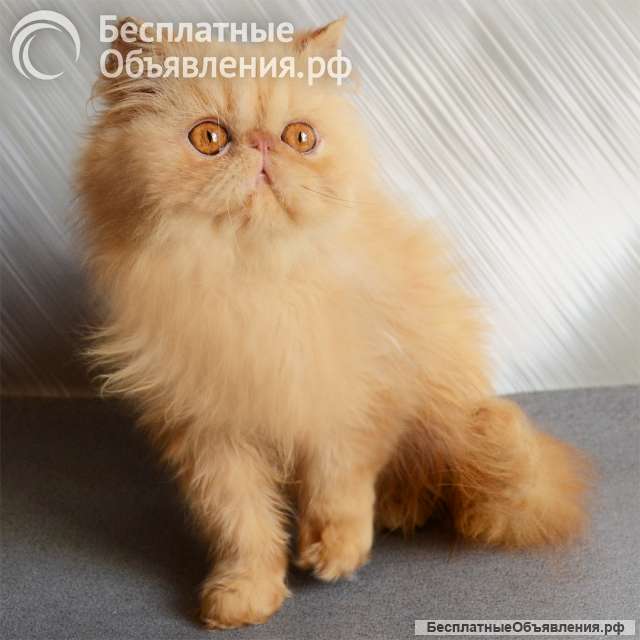 Персидский котёнок, котята персы