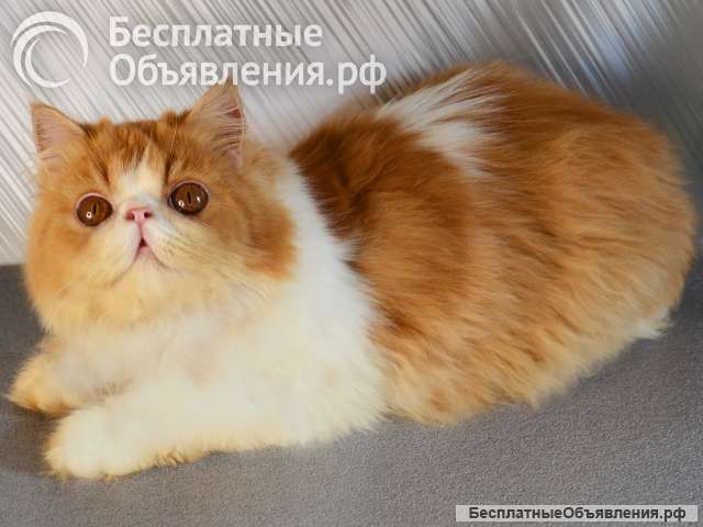 Персидский котёнок, котята персы