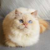 Персидский котёнок, котята персы