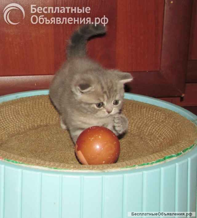 Шотландская кошечка для брони