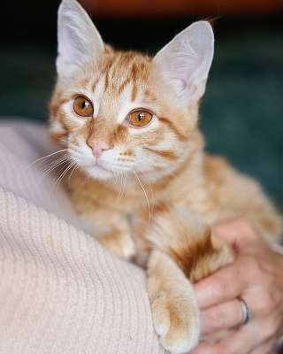 Котёнок Марчелло - рыжее солнышко в добрые руки