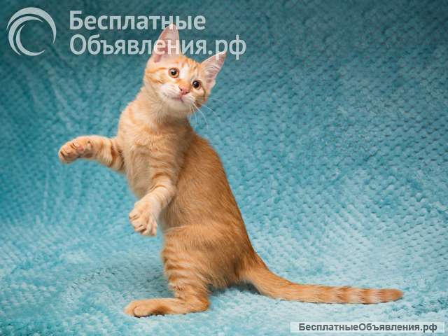 Котёнок Марчелло - рыжее солнышко в добрые руки