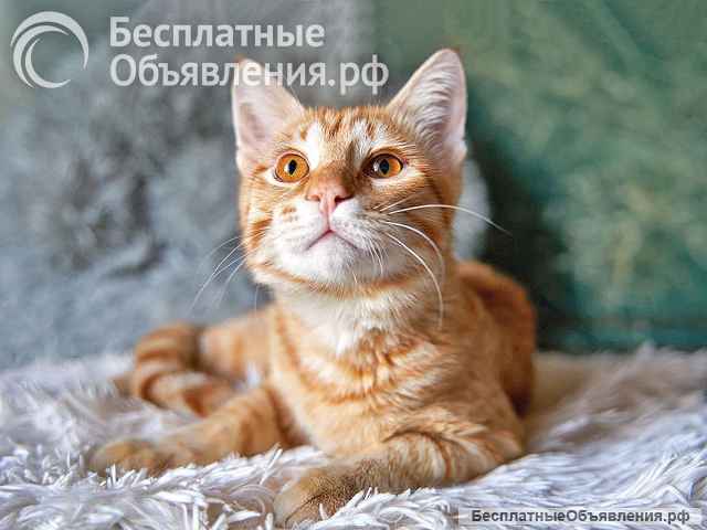 Котёнок Марчелло - рыжее солнышко в добрые руки