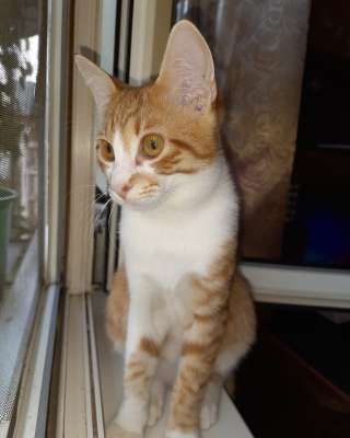 Рыжий котик