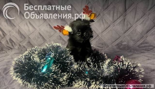 Гриффон поможет подготовке к новому году