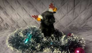 Гриффон поможет подготовке к новому году