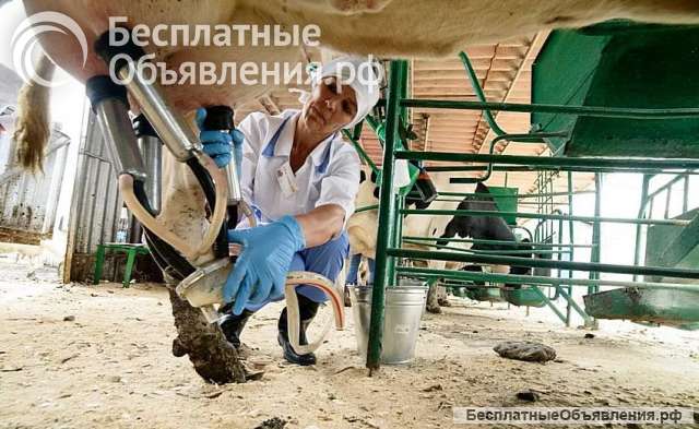 Оператор машинного доения