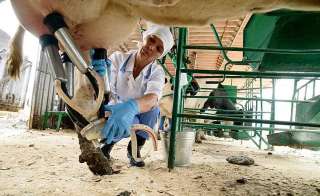 Оператор машинного доения