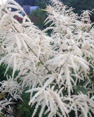 Семена многолетников