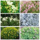 Семена многолетников