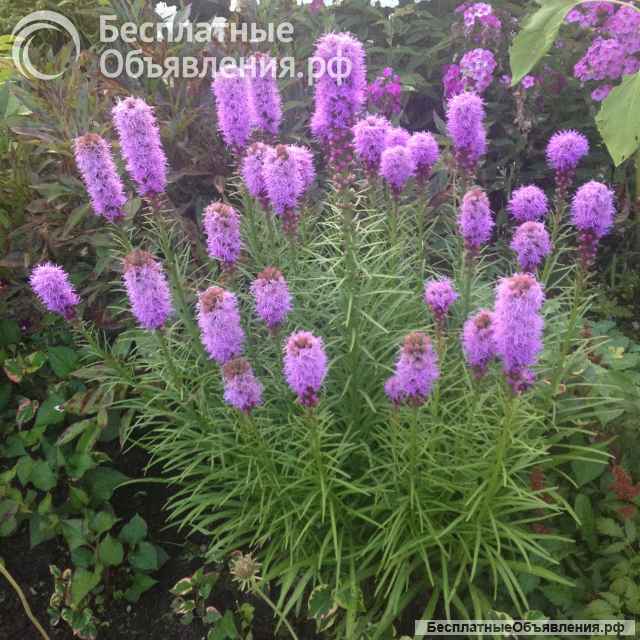 Семена многолетников