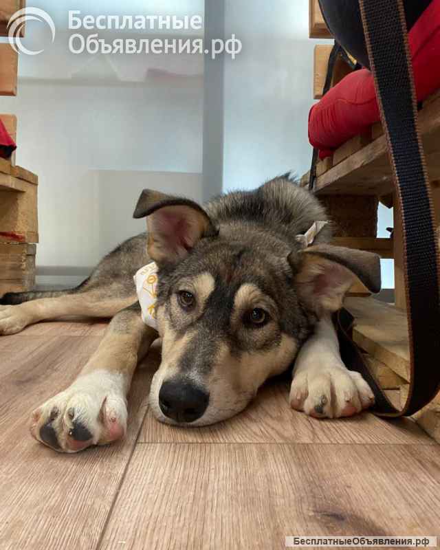 Алтай - в сердце навсегда