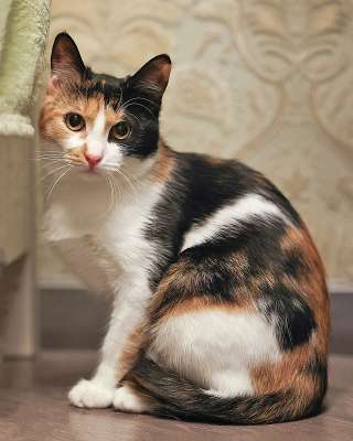 Очаровательная трёхцветка Лора в поиске дома