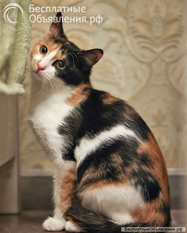 Очаровательная трёхцветка Лора в поиске дома