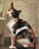 Очаровательная трёхцветка Лора в поиске дома