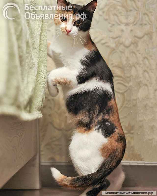 Очаровательная трёхцветка Лора в поиске дома