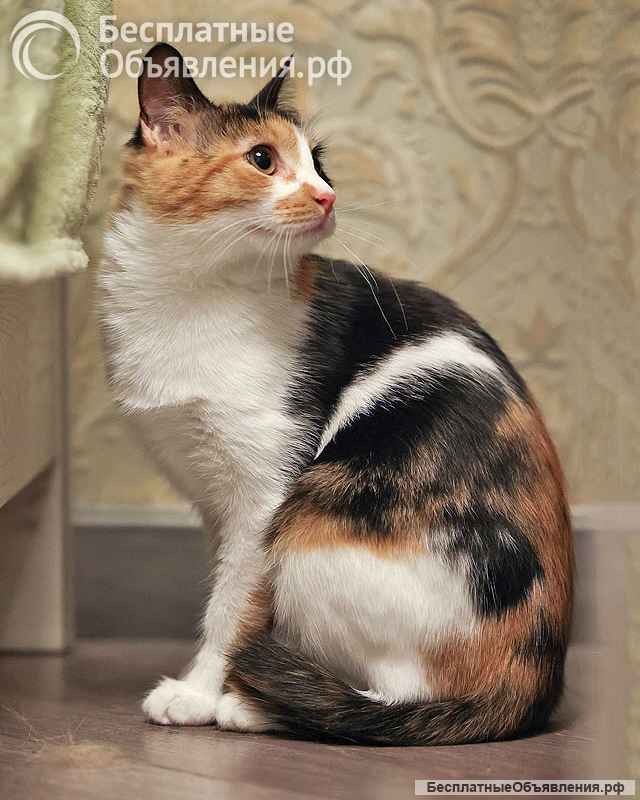 Очаровательная трёхцветка Лора в поиске дома