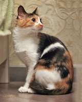 Очаровательная трёхцветка Лора в поиске дома