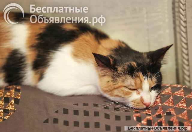 Очаровательная трёхцветка Лора в поиске дома