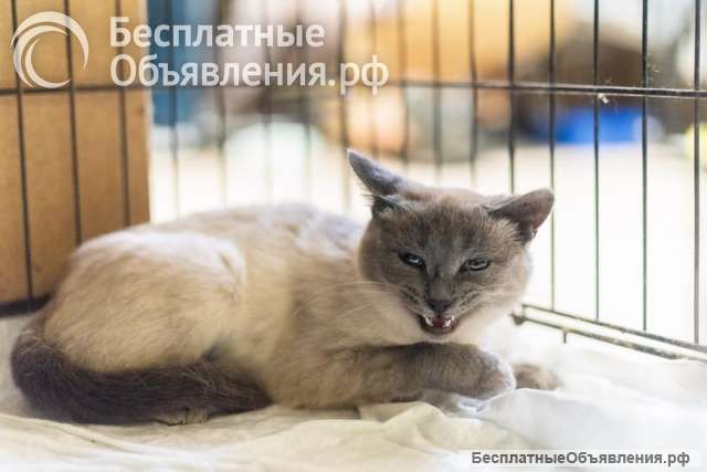 Невероятная красавица Агата в добрые руки