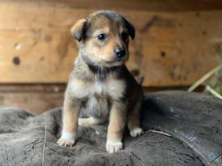 Очаровательные малышки - сестрёнки ищут дом