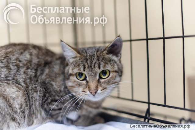 Спокойная и ласковая Анфиса ищет дом